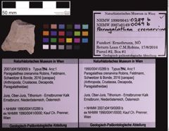 Foto (Objekt + Etiketten) von Paragalathea crenarvina (Robins, Feldmann, Schweitzer & Bonde, 2016) (NHMW-GEO-1990-0041-0289b)